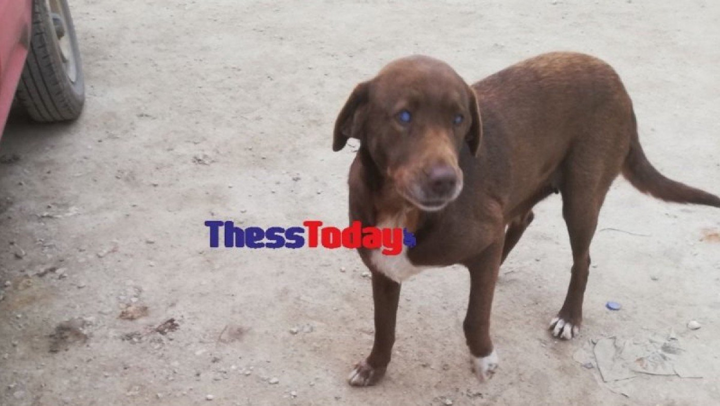 Νάουσα: Τυφλή σκυλίτσα περπάτησε 10 χλμ και πήγε σε εκείνον που τη φρόντισε