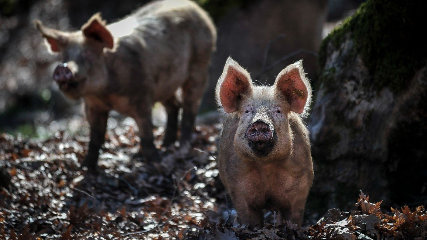 Βόρεια Ελλάδα: Ραγδαία αύξηση στα κρούσματα της Αφρικανικής Πανώλης των Χοίρων