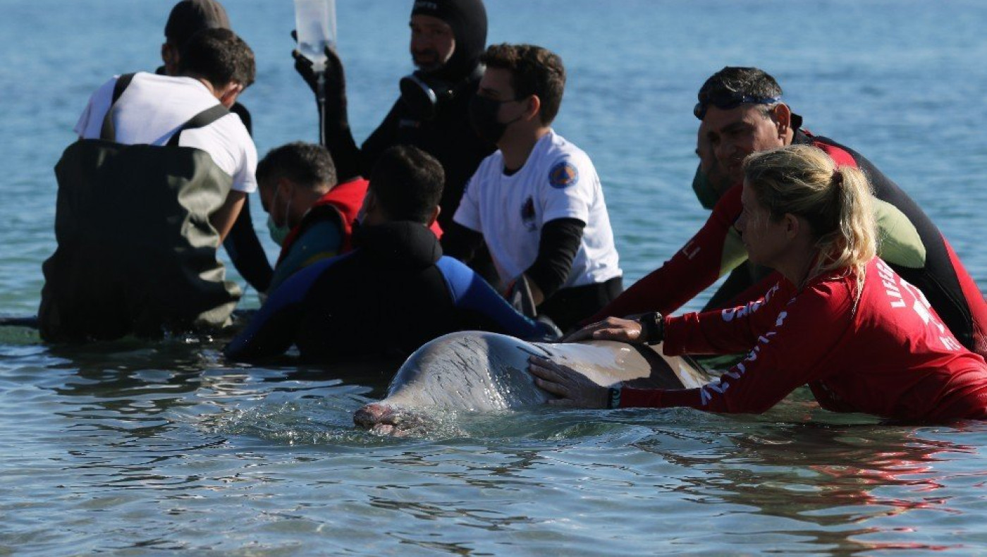 Ελεύθερη για να κολυμπήσει η φάλαινα στον Άλιμο - Σε επιφυλακή οι διασώστες