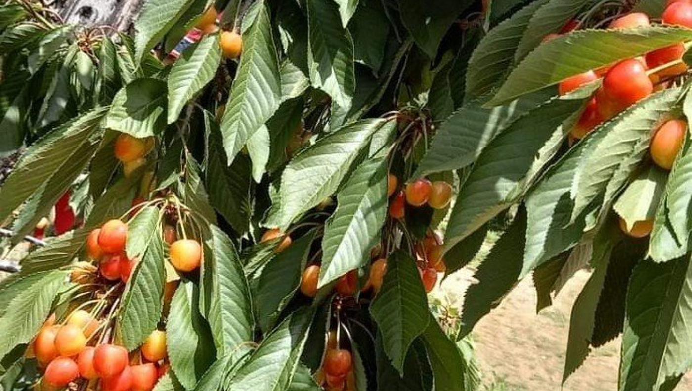 Έδεσσα: Το κεράσι Αρχαγγέλου που διεκδικεί τον τίτλο του ΠΟΠ