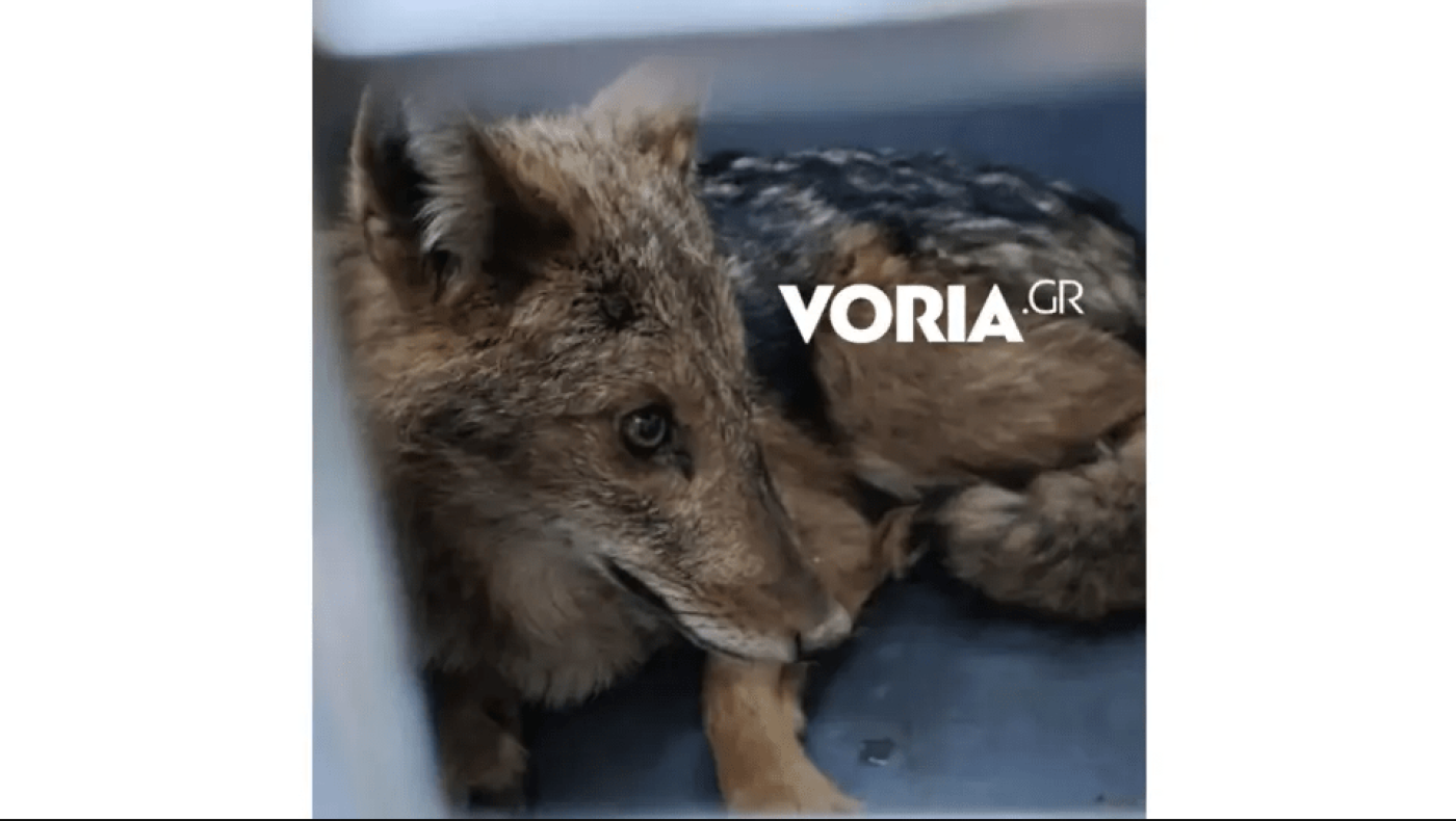 Θεσσαλονίκη: Τραυματισμένο λυκάκι βρήκε καταφύγιο σε βιβλιοπωλείο