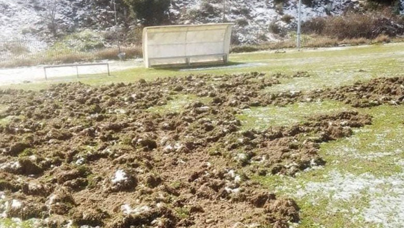 Θεσσαλονίκη: Αγριογούρουνα «όργωσαν» το γήπεδο του ΠΑΟΚ Σταυρού