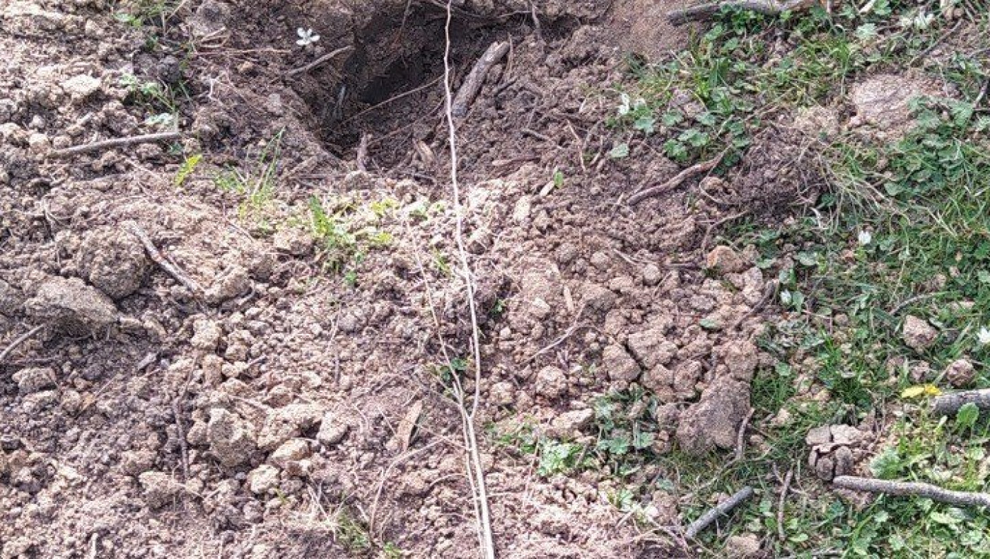 Θέρμη: Κατέστρεψαν τα δέντρα που φύτεψαν Ουκρανοί πρόσφυγες