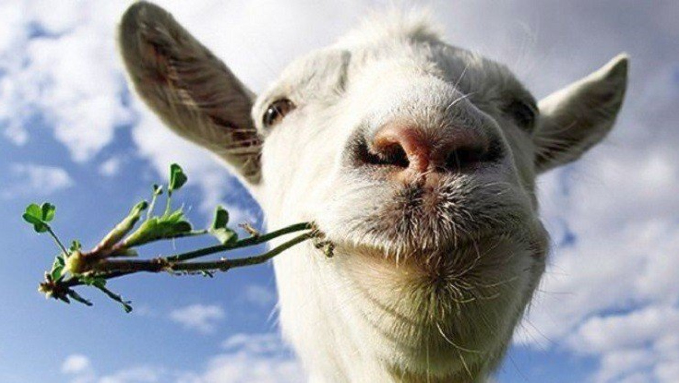 Κτηνοτρόφοι: Πανάκριβο το αρνί το Πάσχα