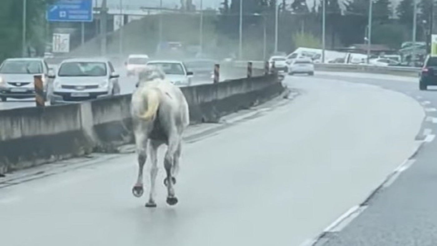 Απίστευτο περιστατικό: Άλογο βγήκε βόλτα στην Ε.Ο Θεσσαλονίκης - Μουδανίων