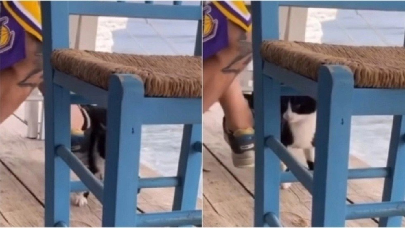 Παραπέμπεται για πλημμέλημα ο 30χρονος που κλώτσησε το γατάκι στην Αιδηψό