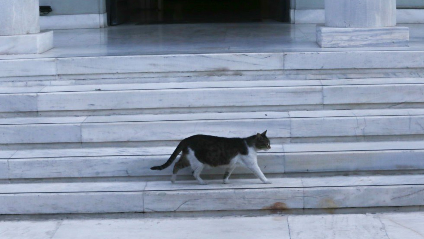 Χαλκιδική: Κλώτσησε την γάτα του από την βάρκα!
