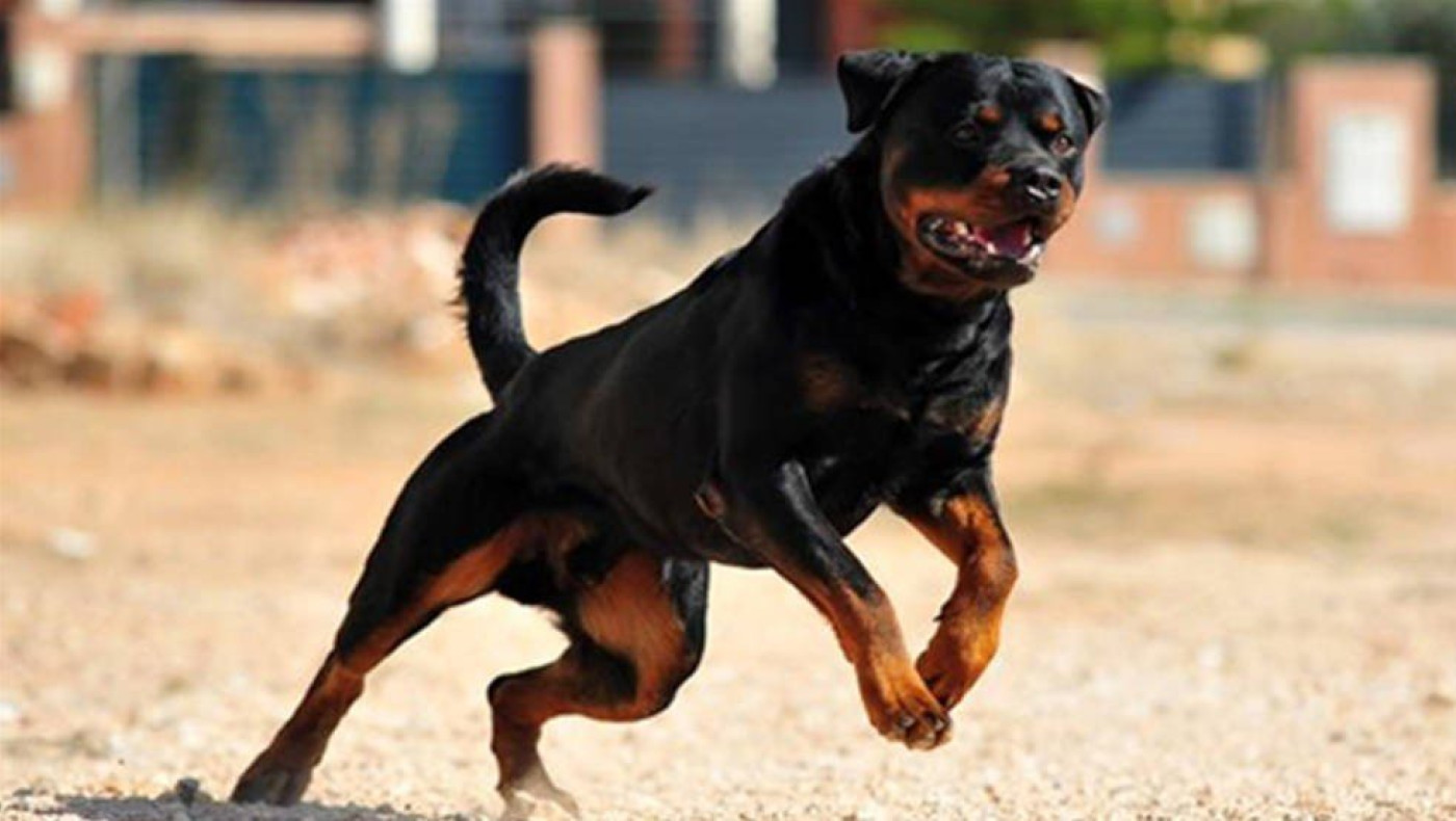 Θεσσαλονίκη-Εύοσμος: Ροτβάιλερ επιτέθηκαν σε σκύλο και τον ιδιοκτήτη του - Νεκρό το ζώο