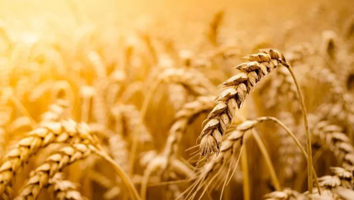 Συναγερμός για την επισιτιστική κρίση: Η Ρωσία ελέγχει το 22% της αγροτικής γης της Ουκρανίας