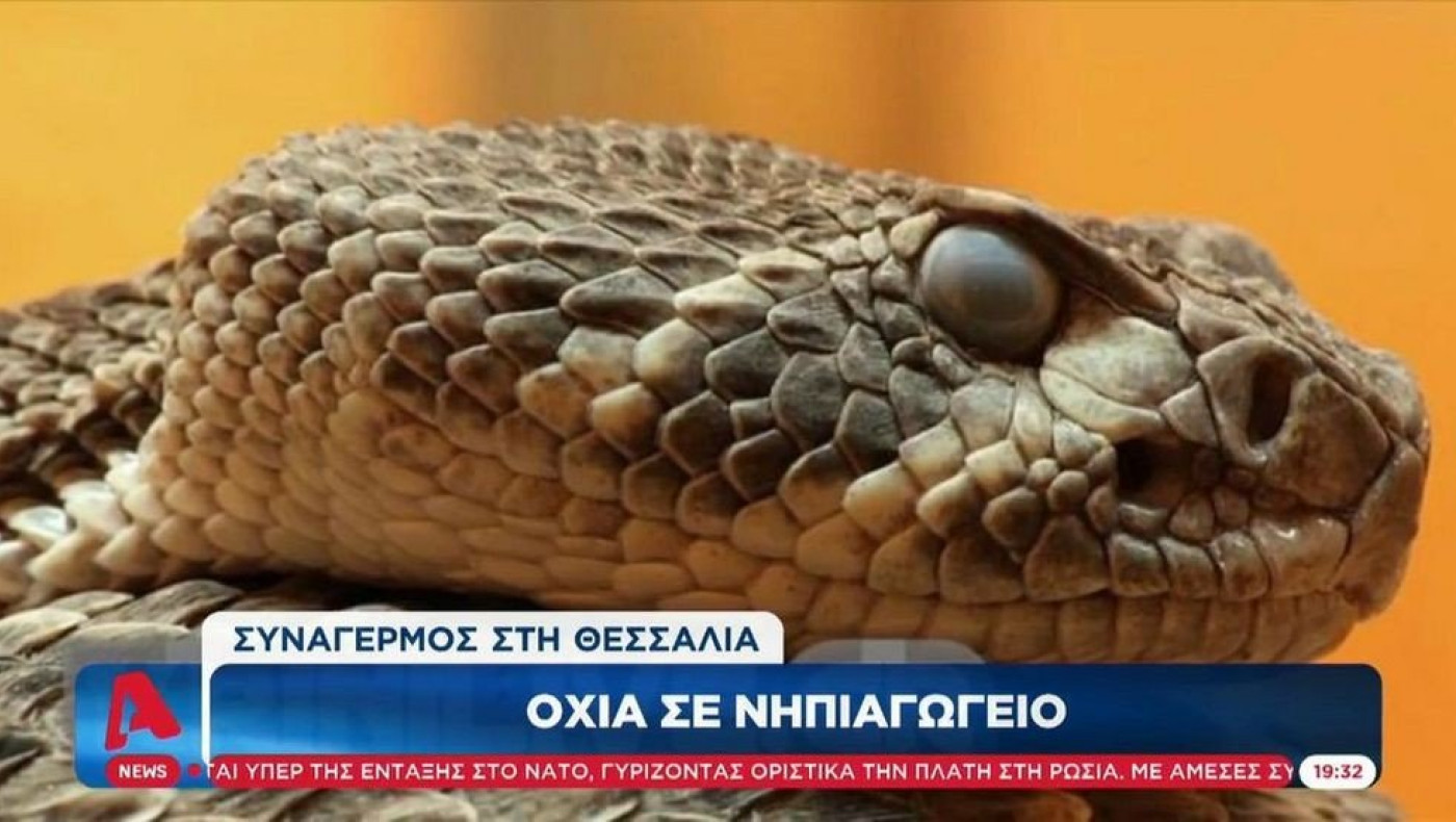 Συναγερμός στη Θεσσαλία: Οχιά σε νηπιαγωγείο