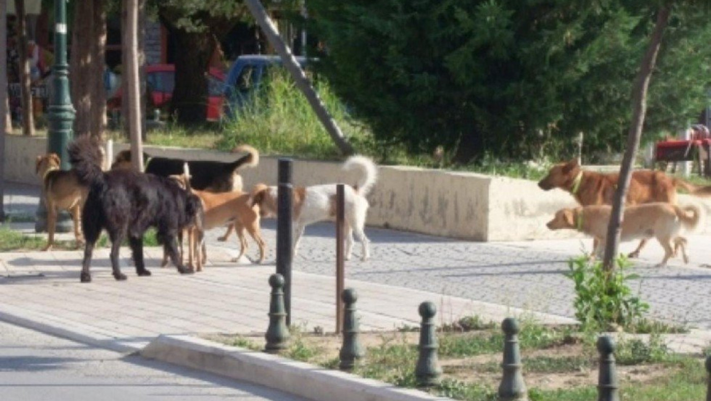 Πυλαία: Αγέλη αδέσποτων προκαλεί φόβο στους κατοίκους - Καταγγελία σε πολίτη