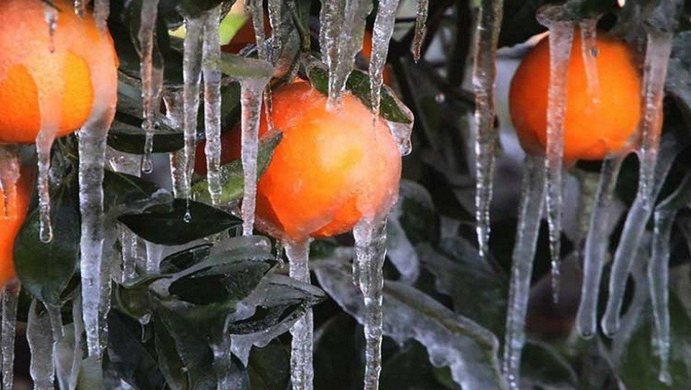 ΕΛΓΑ: Έρχονται προκαταβολές αποζημιώσεων για εσπεριδοειδή – Τα ποσά