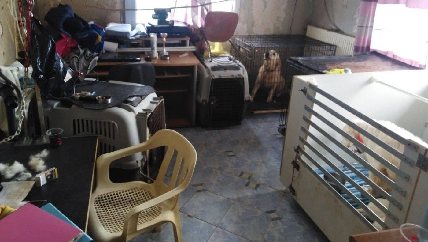 Σοκάρουν οι εικόνες από το διαμέρισμα με τα 16 σκυλιά - Η ανακοίνωση της αστυνομίας