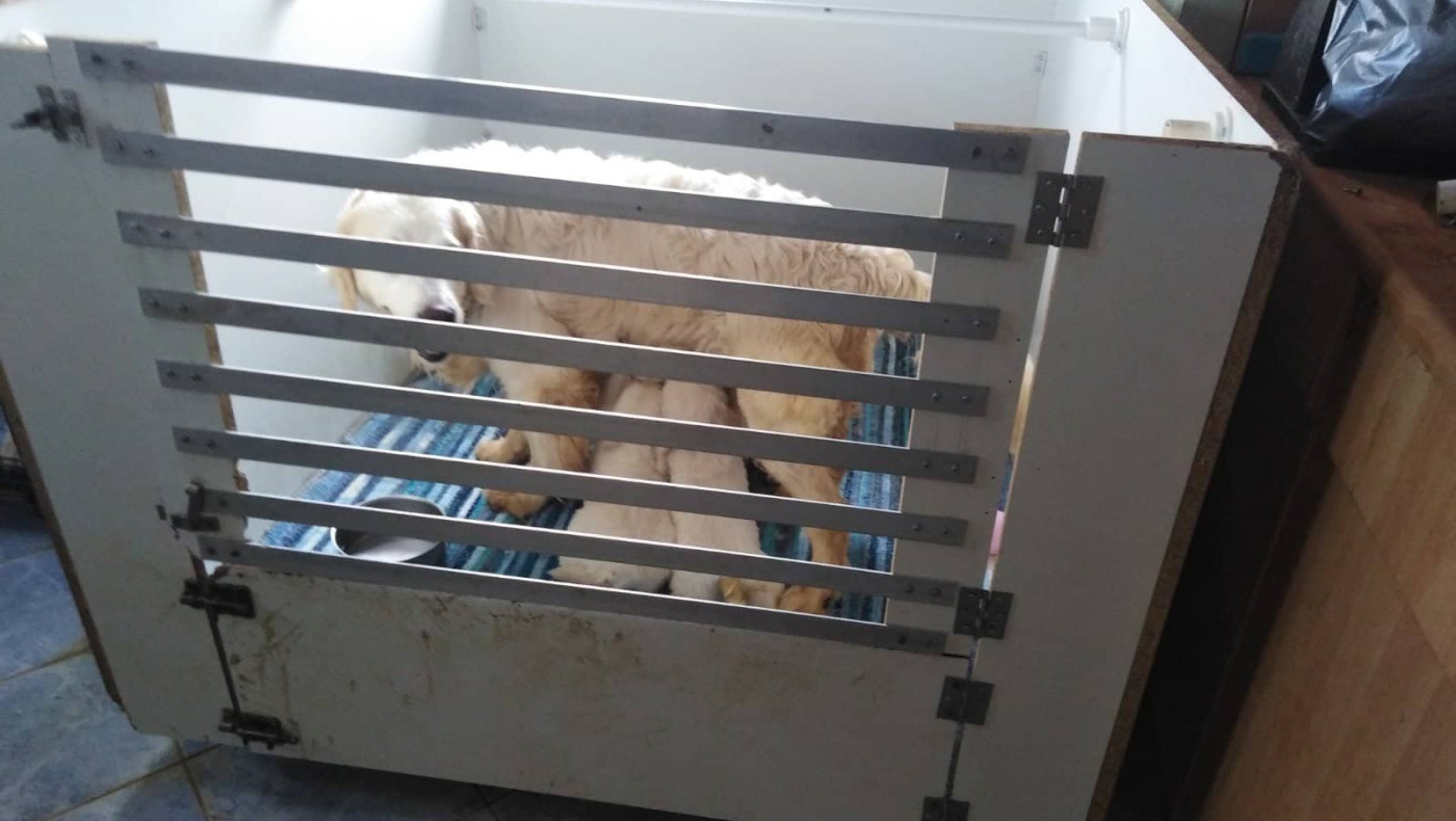 Θεσσαλονίκη: Δίωξη στην 60χρονη που κρατούσε 16 σκυλιά σε διαμέρισμα στην Τούμπα