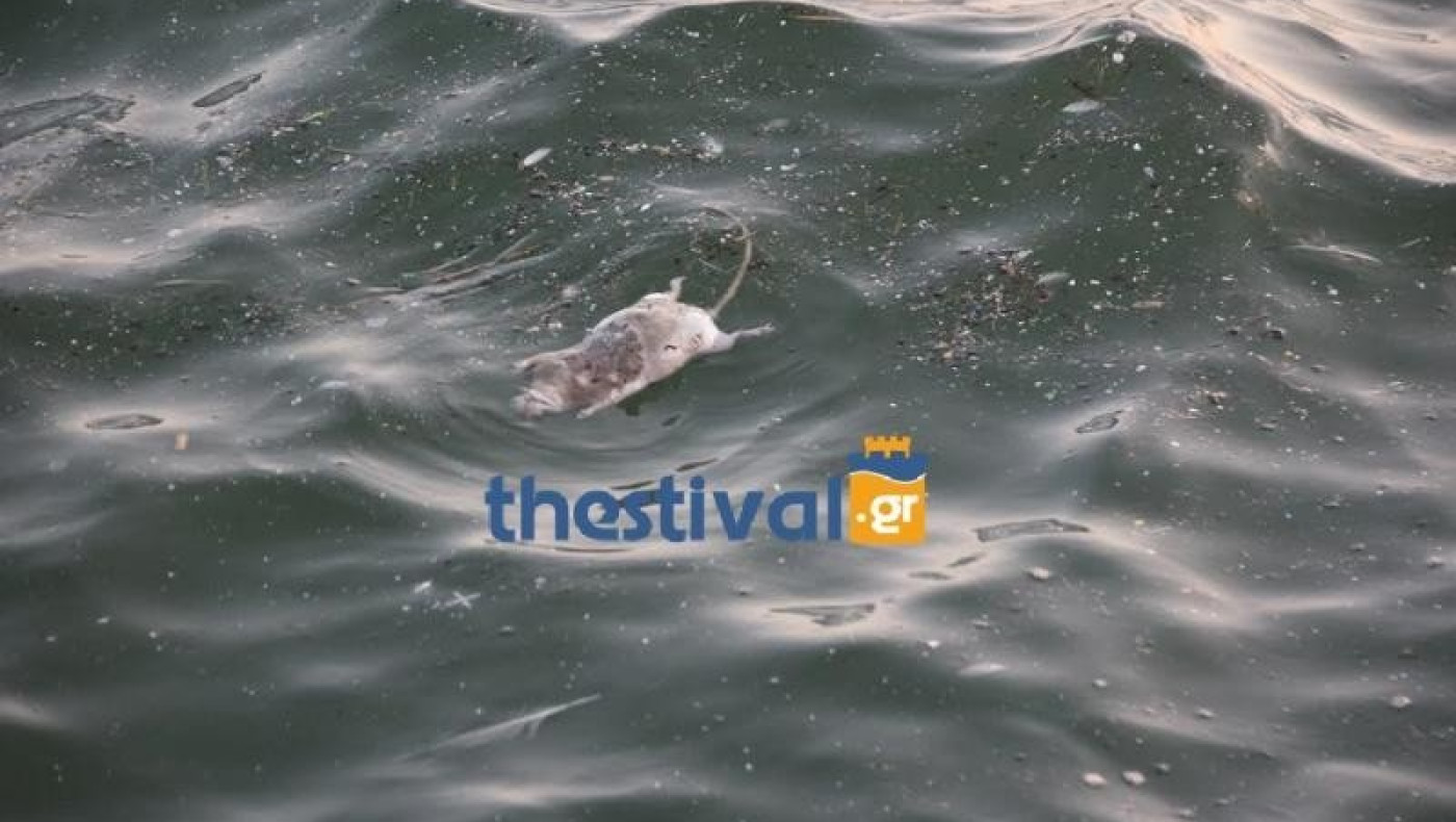 Ποντίκια στον Θερμαϊκό! (pics+vid)