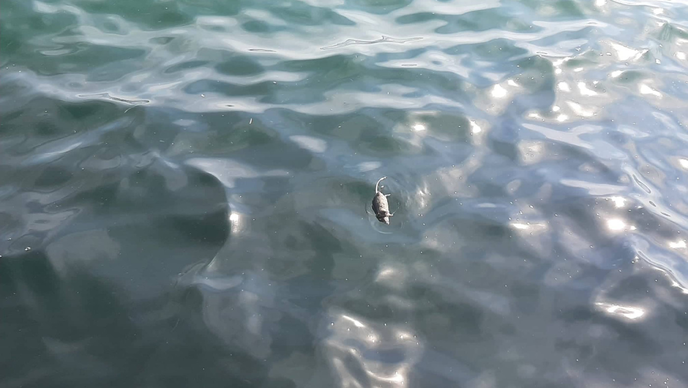 Θεσσαλονίκη: Γιατί ο Θερμαϊκός γέμισε ποντίκια - Πόσο επικίνδυνο είναι για την υγεία των πολιτών