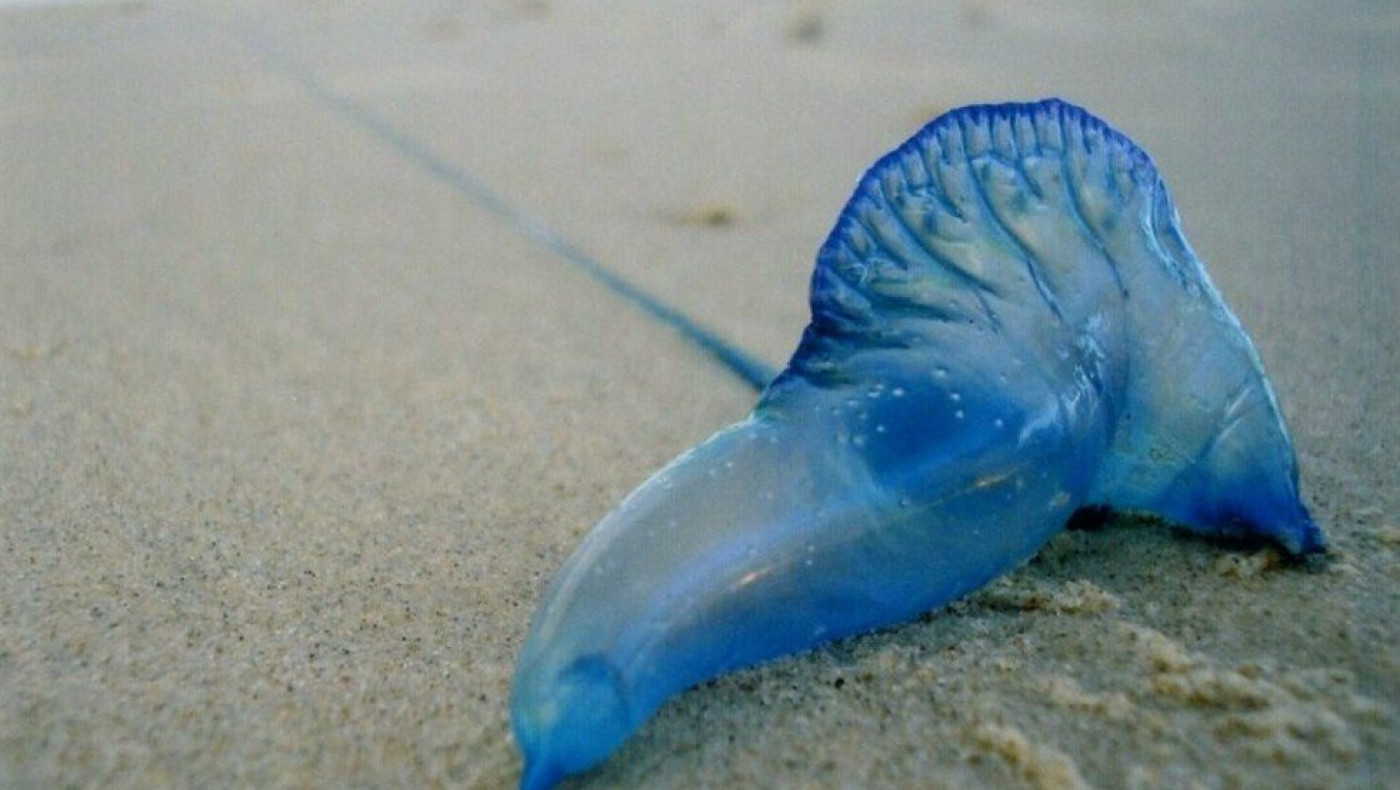 Μετά τις μωβ μέδουσες καταφτάνουν και οι μπλε μέδουσες: Πότε χρειάζεται τεράστια προσοχή