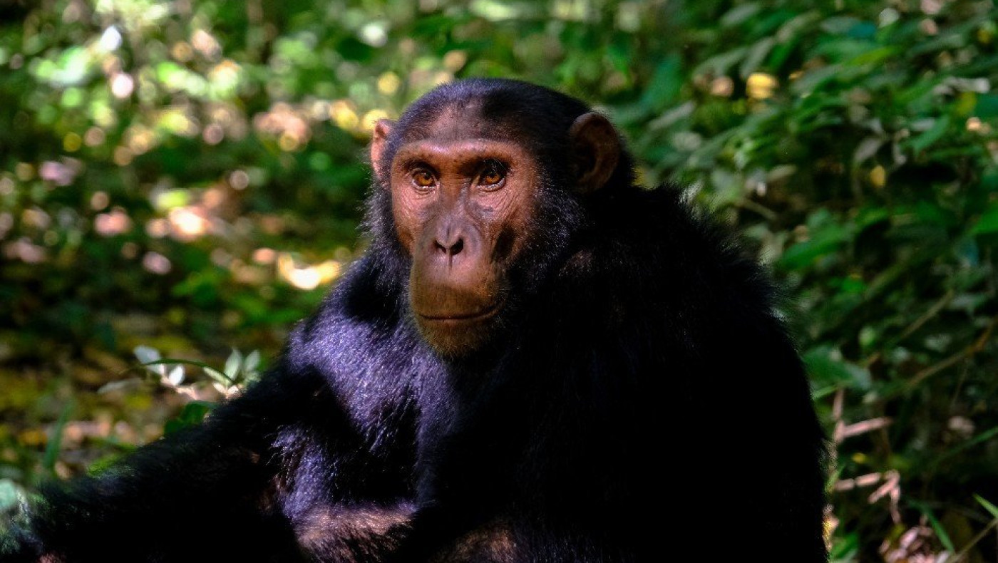 Αττικό Ζωολογικό Πάρκο: Χιμπατζής το… έσκασε από το κλουβί του-Απομονώθηκε και θανατώθηκε
