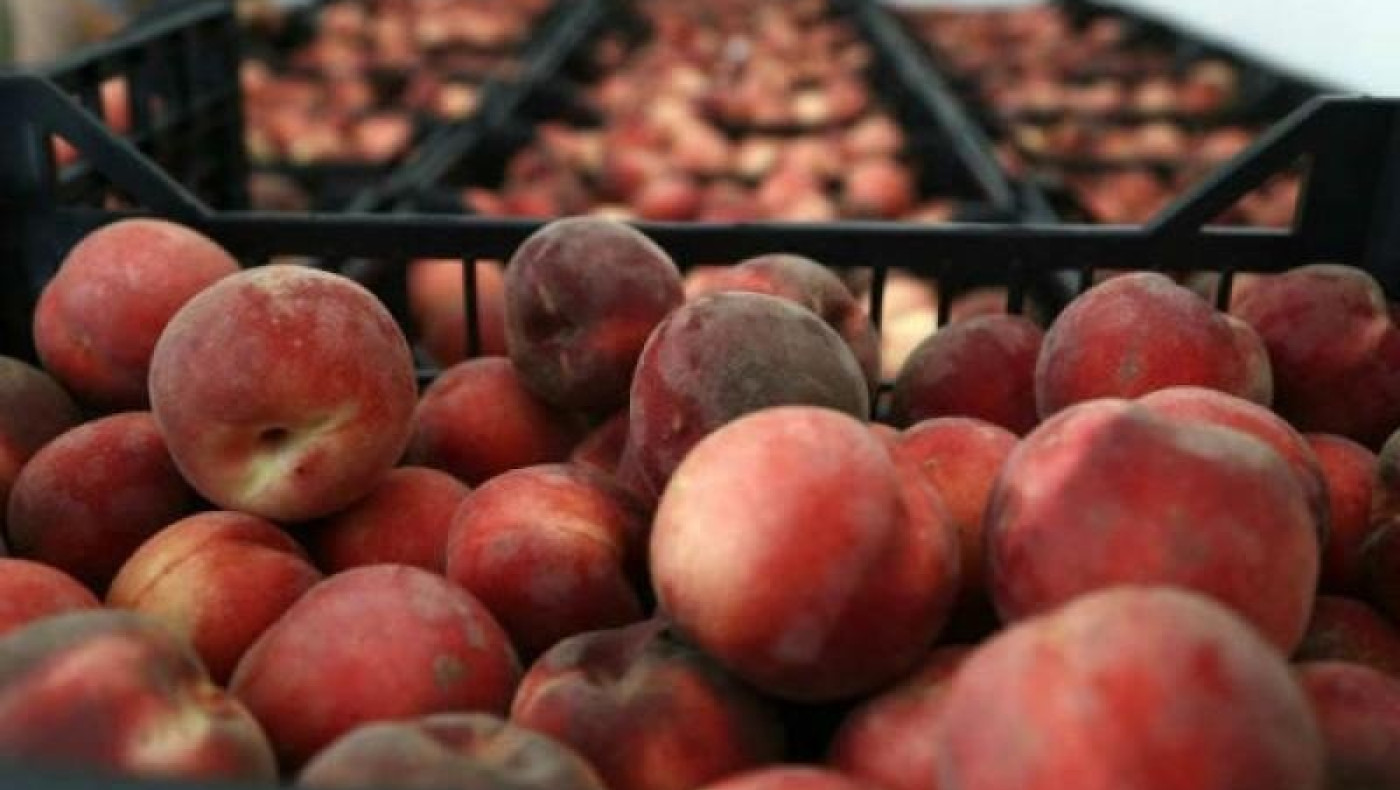 Οι παραγωγοί στην Ημαθία ψάχνουν εργατικά χέρια στο Βιετνάμ