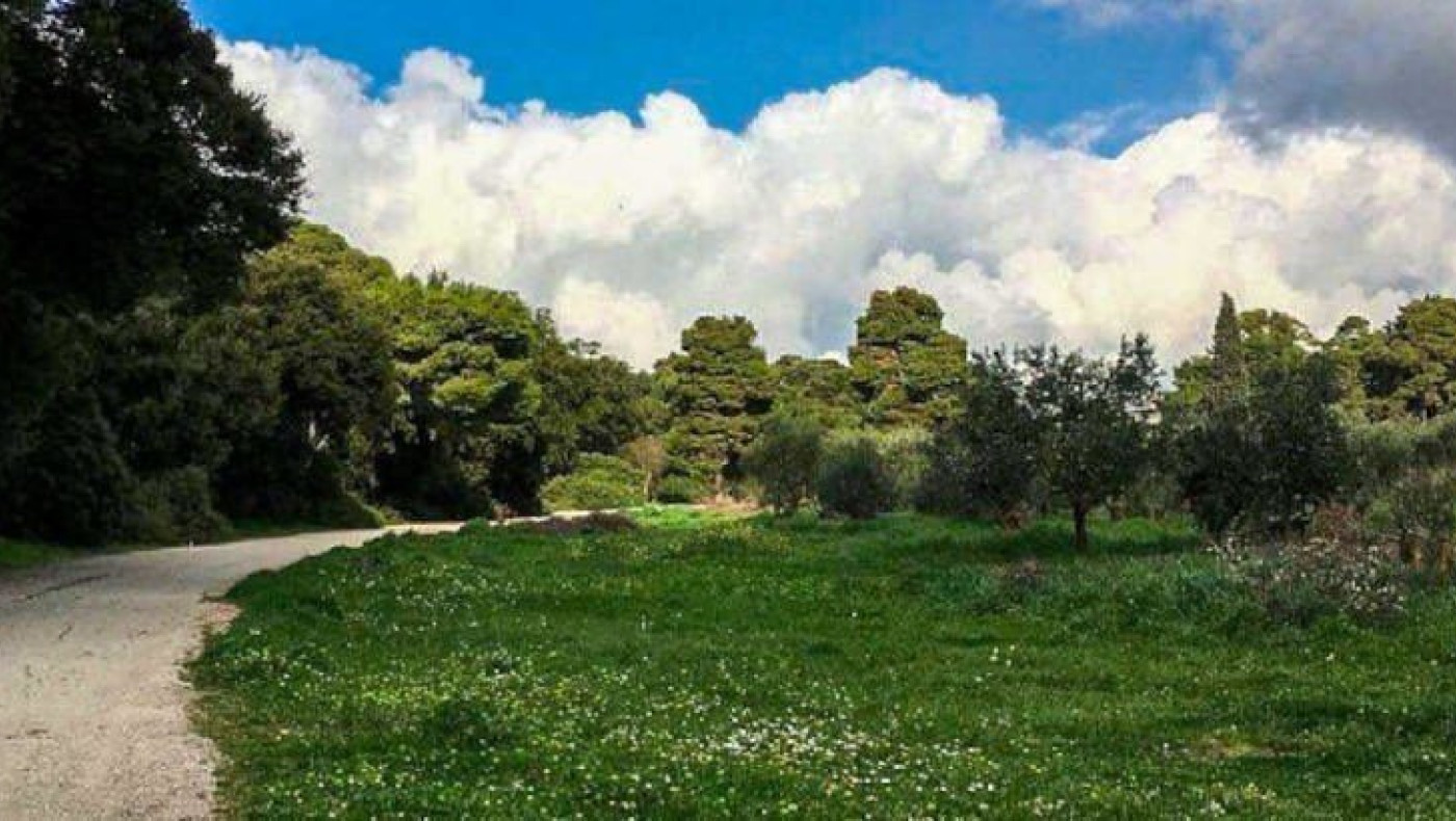 Μαρούσι: Σημαντική καταγγελία για παράνομη κοπή δέντρων και συγκάλυψη από τις αρχές