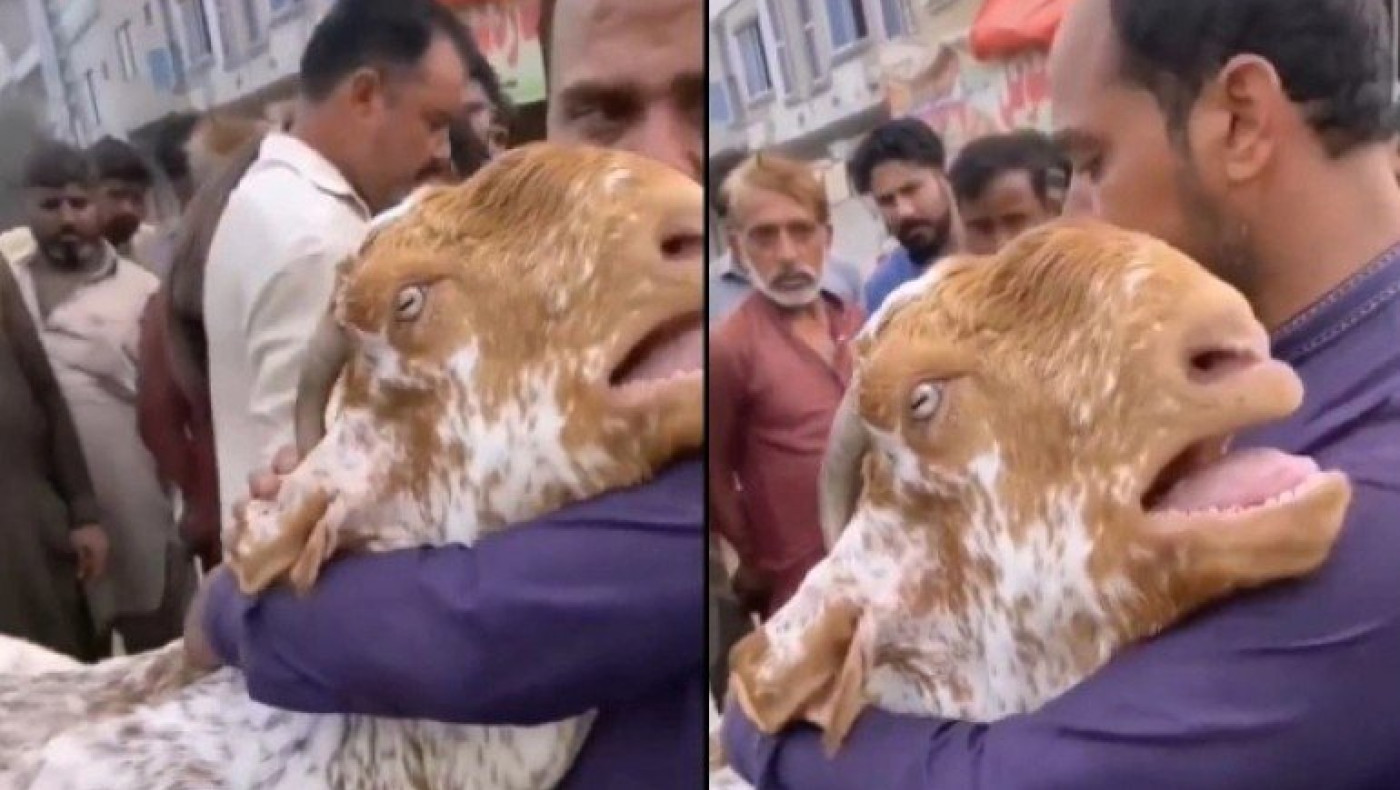 Σαουδική Αραβία: Κατσίκα κλαίει σαν μωρό επειδή αποχωρίζεται τον ιδιοκτήτη της