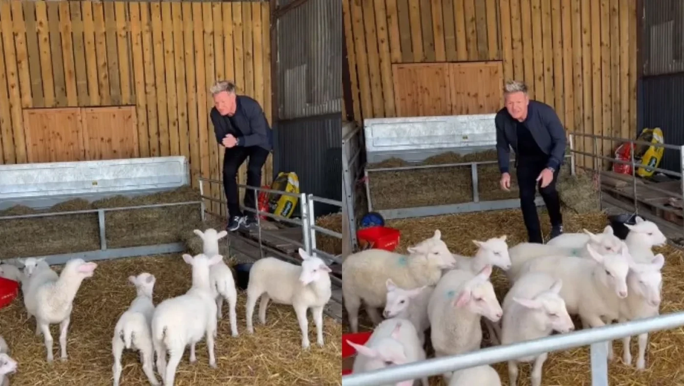 Γκόρντον Ράμσεϊ: «Χοντρό κράξιμο» για το βίντεο, όπου κυνηγάει ένα αρνί για να... το μαγειρέψει