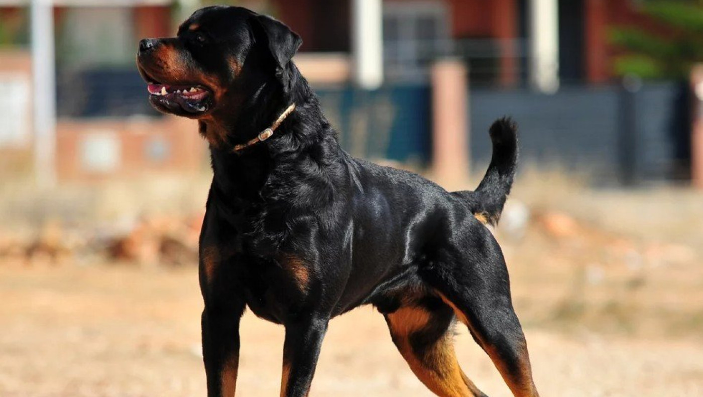 Σκληρές εικόνες: 5χρονο κοριτσάκι με 50 ράμματα ύστερα από επίθεση σκύλου