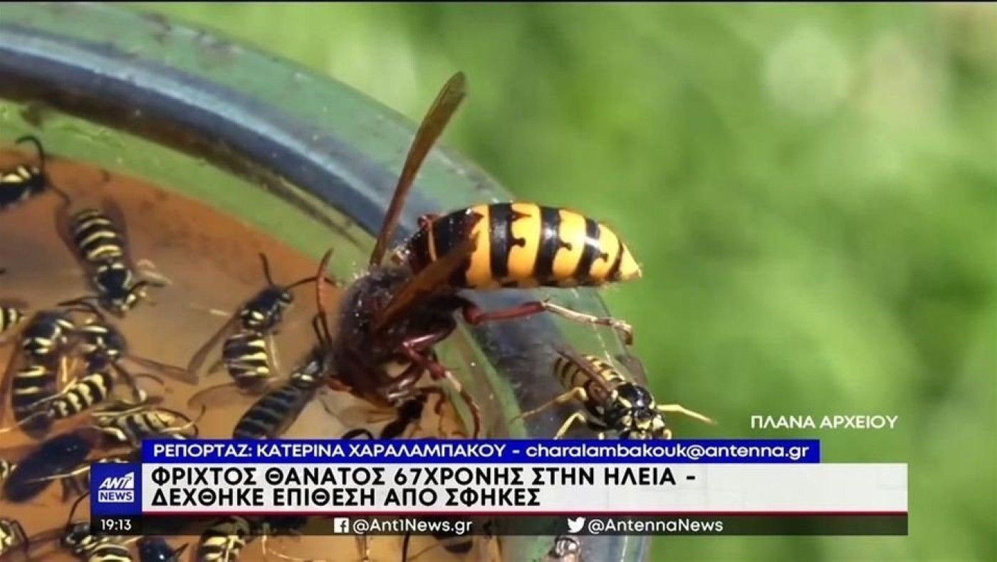 67χρονη πέθανε από τσίμπημα σφήκας στην Ηλεία