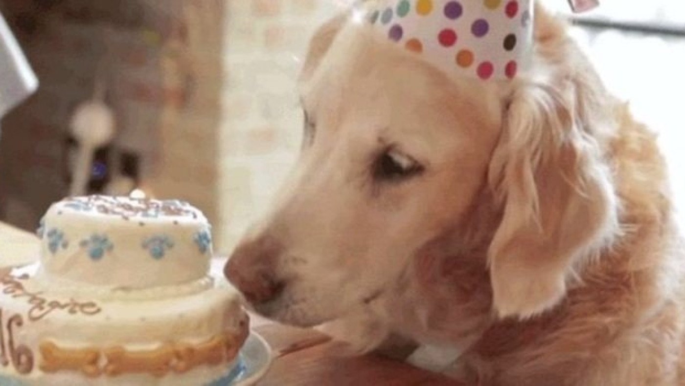 Το σκυλάκι-έμβλημα της  «μαύρης επετείου»  γίνεται 16 χρονών (ΒΙΝΤΕΟ)