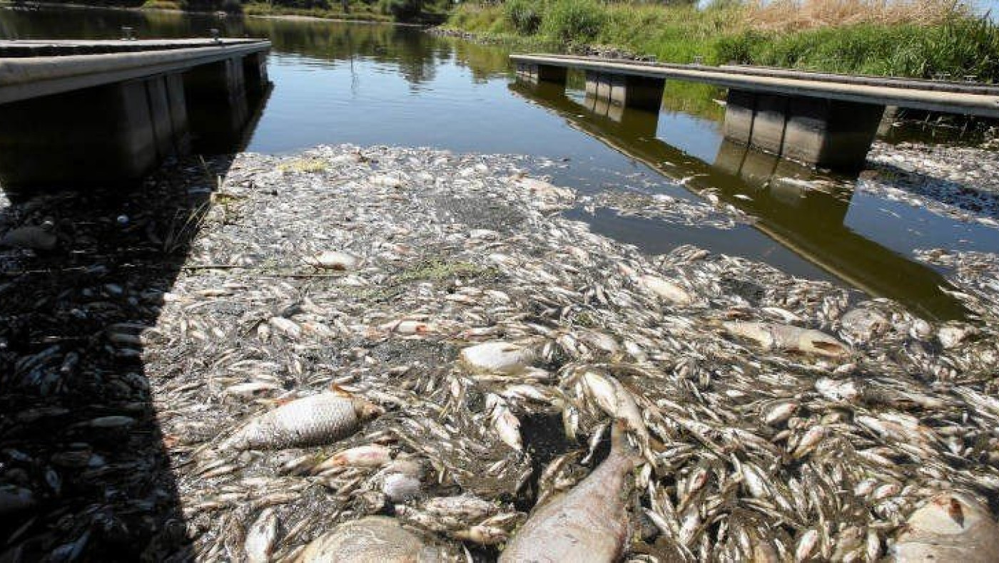 Γερμανία: Γέμισε με νεκρά ψάρια ο ποταμός Όντερ- Ανησυχία για «περιβαλλοντική καταστροφή»
