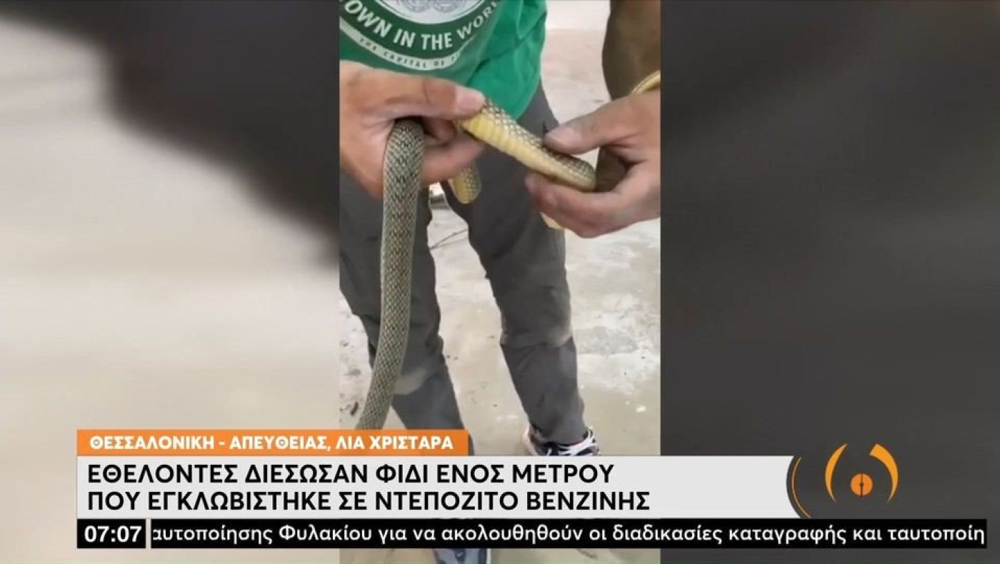 Θεσσαλονίκη: Φίδι εγκλωβίστηκε σε ντεπόζιτο βενζίνης αυτοκινήτου
