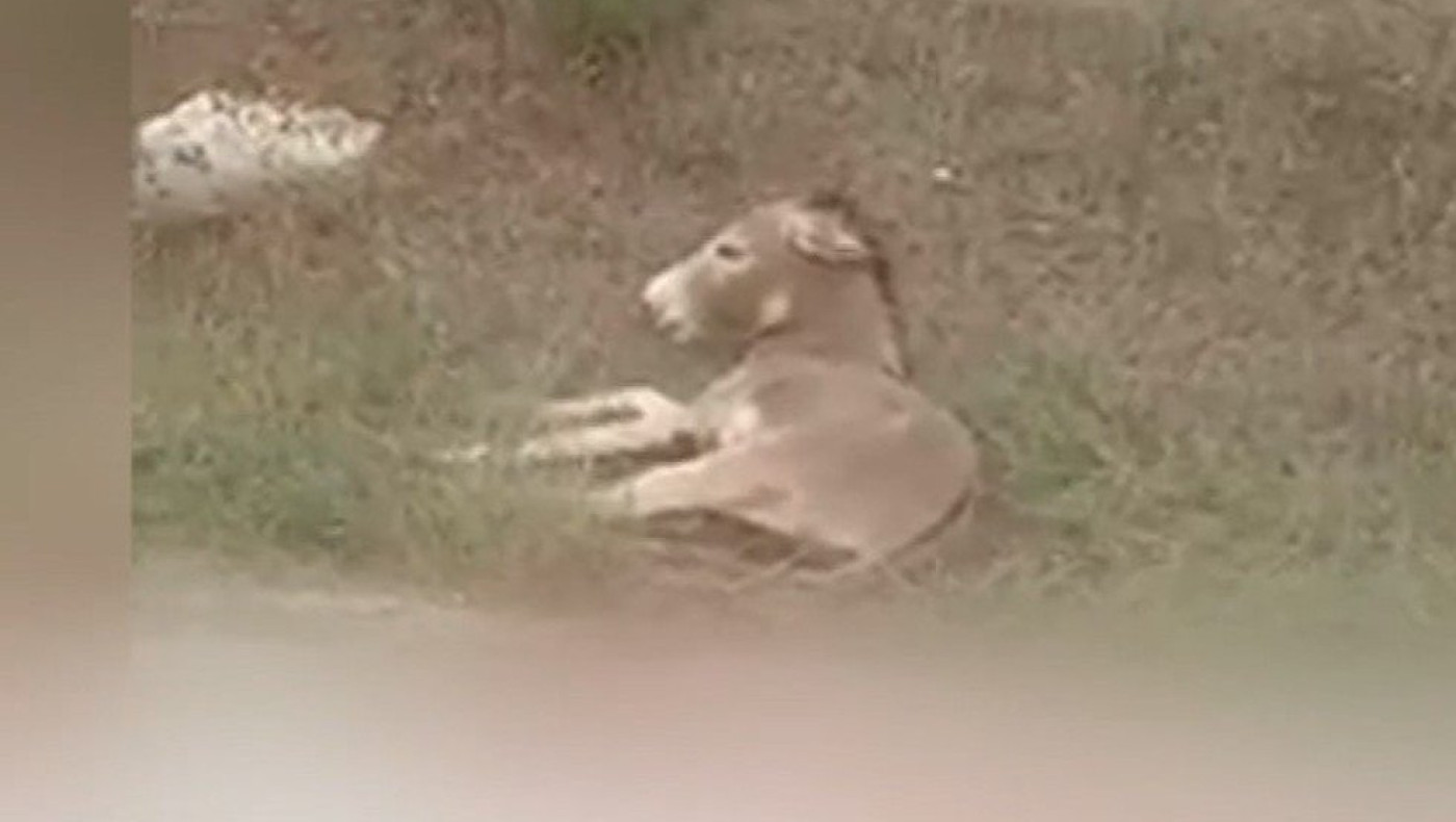 Τραβούσε γάιδαρο με το αυτοκίνητο αντιδήμαρχος του δήμου Ζίτσας!