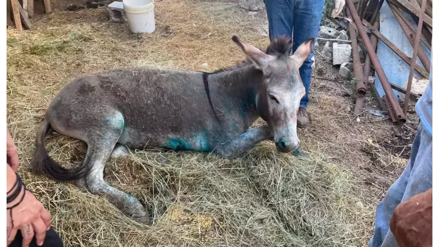«Ευθανασία σε ένα ζώο; Δύσκολη απόφαση, εναπόκειται στον γιατρό που το εξετάζει»