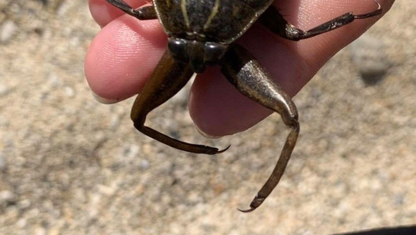 Πόσο ανησυχητική είναι τελικά η εμφάνιση λιθόκερων στις ελληνικές παραλίες