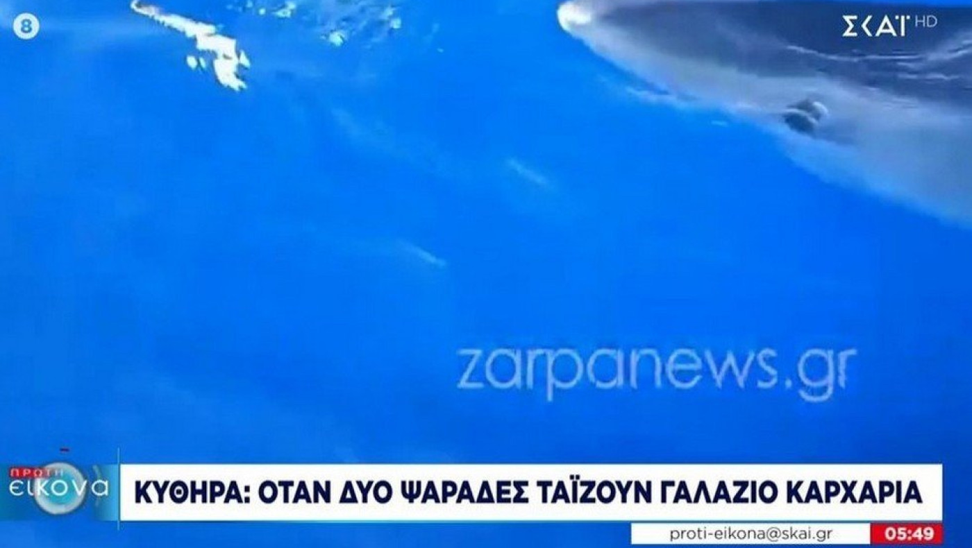Γαλάζιος καρχαρίας στα Κύθηρα, τον τάιζαν ψαράδες