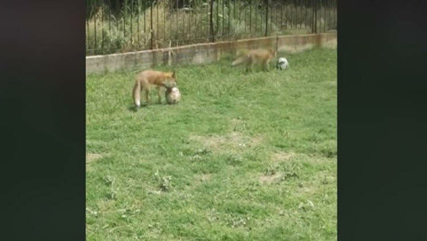 Viral- Θεσσαλονίκη: Αλεπούδες έπαιξαν… μπάλα στο γήπεδο του Πανοράματος