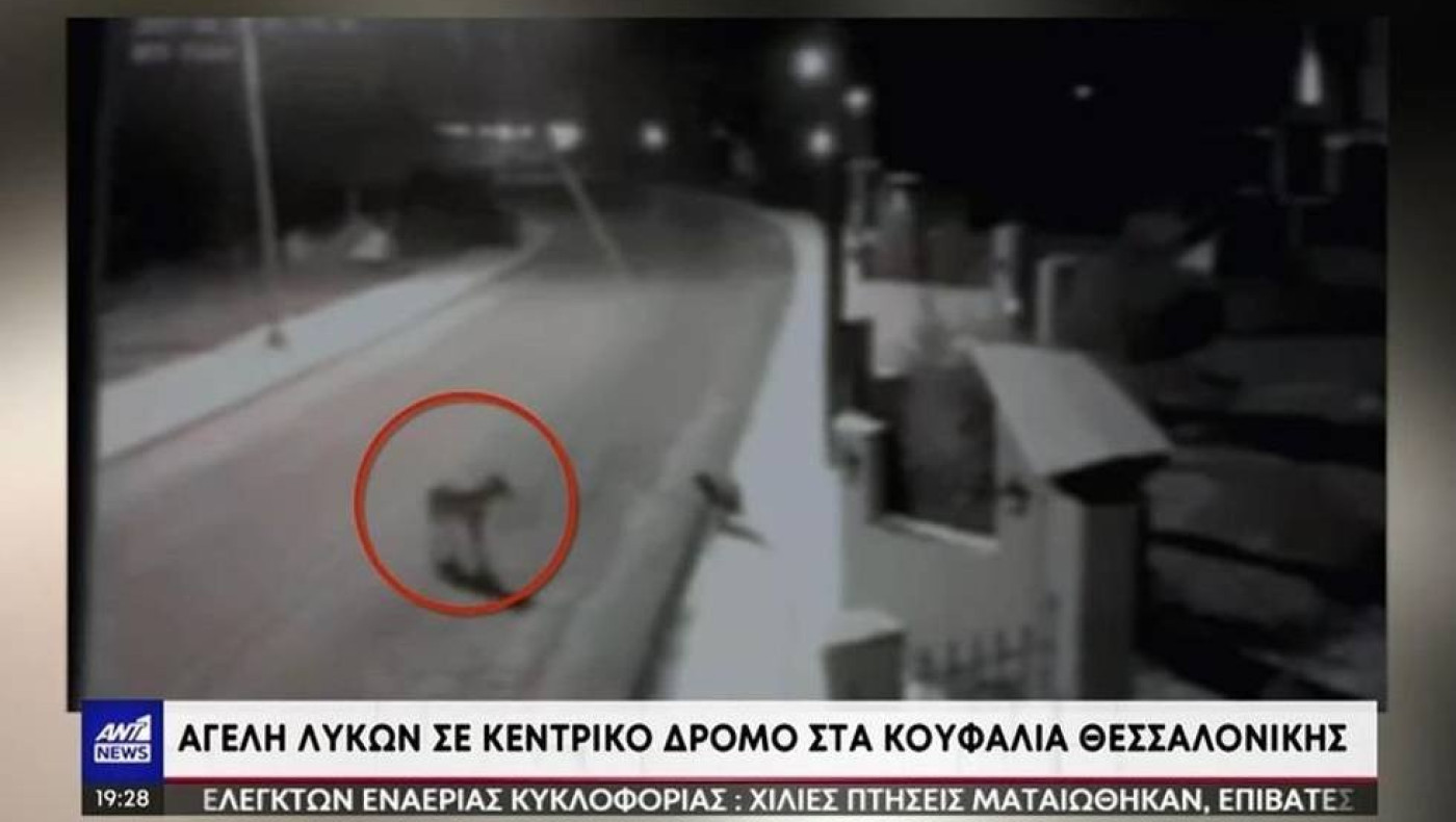 Θεσσαλονίκη: Αγέλες λύκων εμφανίστηκαν στα Κουφάλια - Αναστατωμένοι οι κάτοικοι της περιοχής