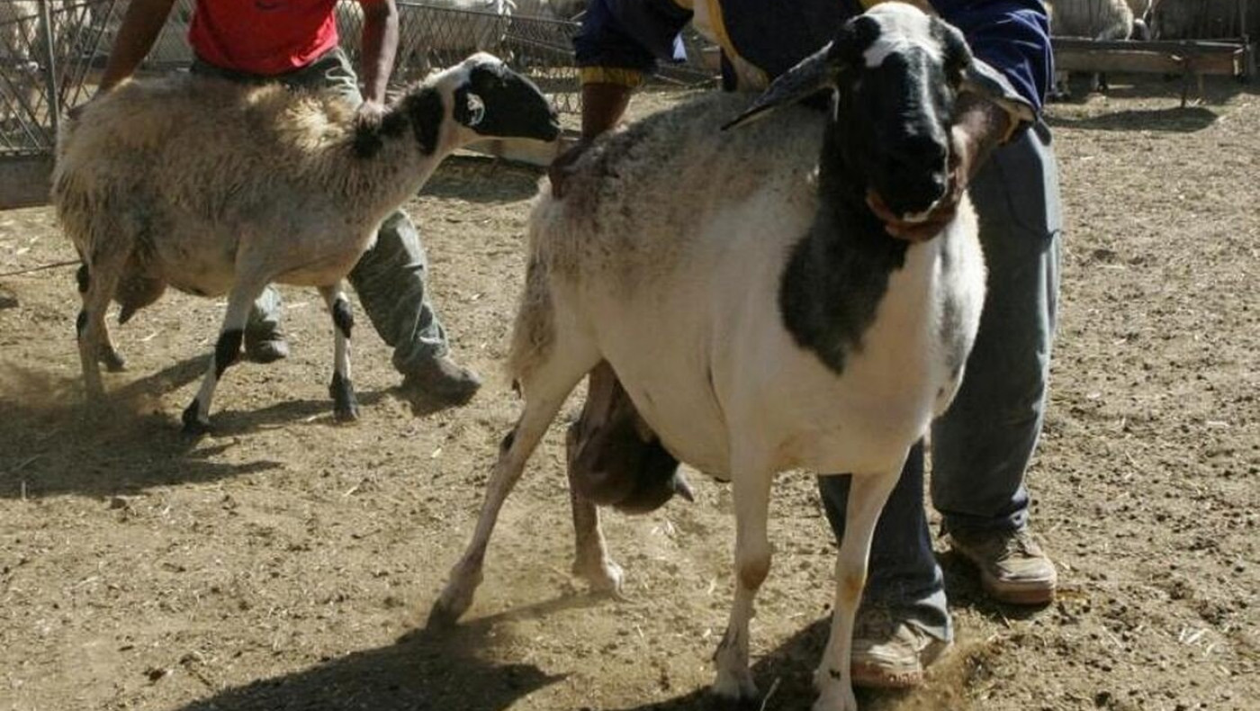 ΣΟΚ: Έμπαινε κρυφά στη μάντρα και κακοποιούσε σεξουαλικά τα πρόβατα