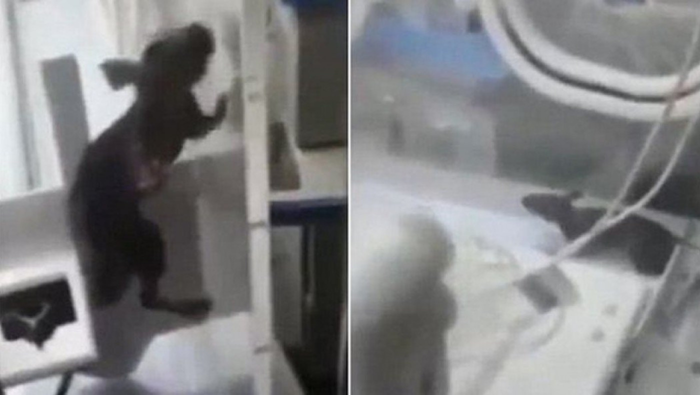 Aρουραίος σε θερμοκοιτίδα μωρού σε νοσοκομείο (ΒΙΝΤΕΟ)