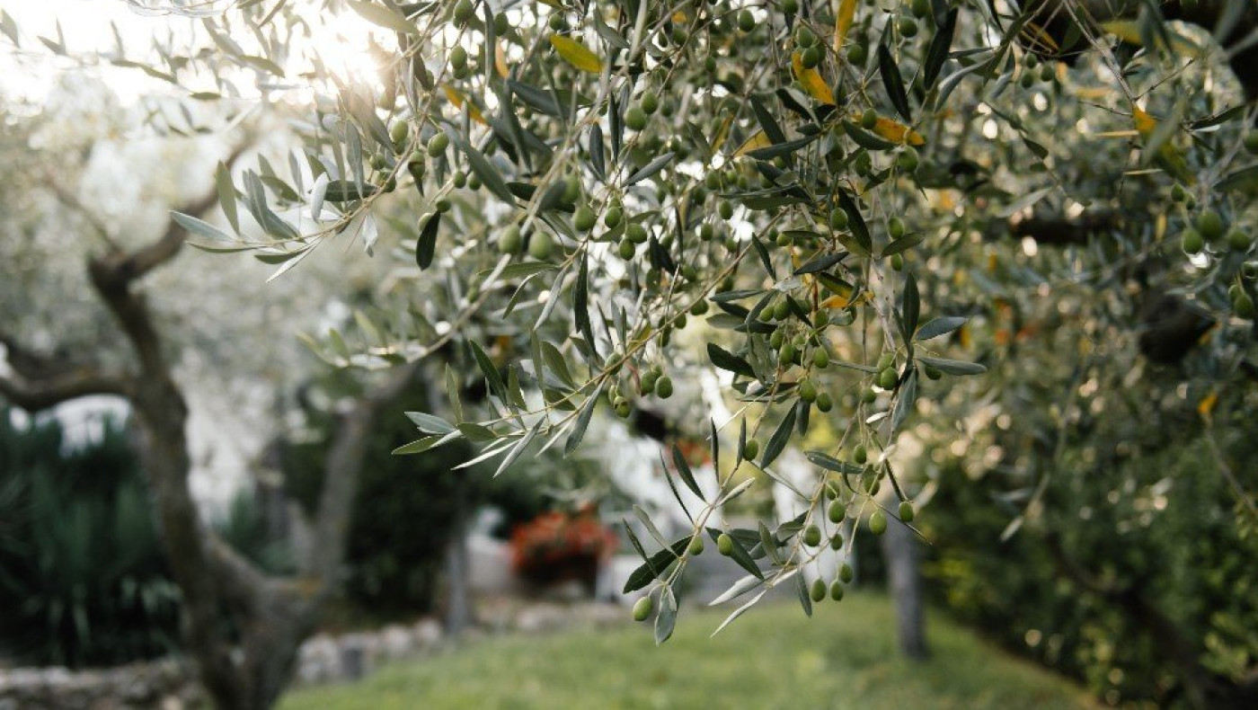 Θέρμανση με κουκούτσια ελιάς; Και όμως είναι η πιο οικονομική!