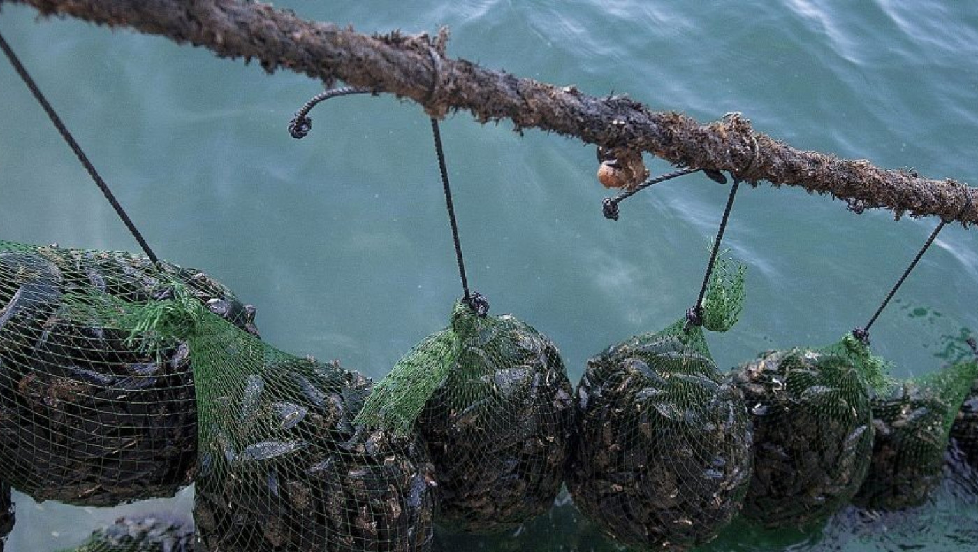 Δήμος Δέλτα: Ενίσχυση της αλιείας- Ανοίγουν οι αιτήσεις για ιδιωτικές επενδύσεις