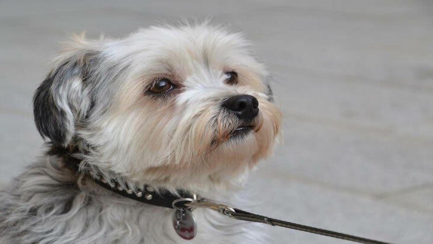 Αμαλιάδα: Πρόστιμο-μαμούθ σε 72χρονο που εγκατέλειψε νεογέννητα κουτάβια