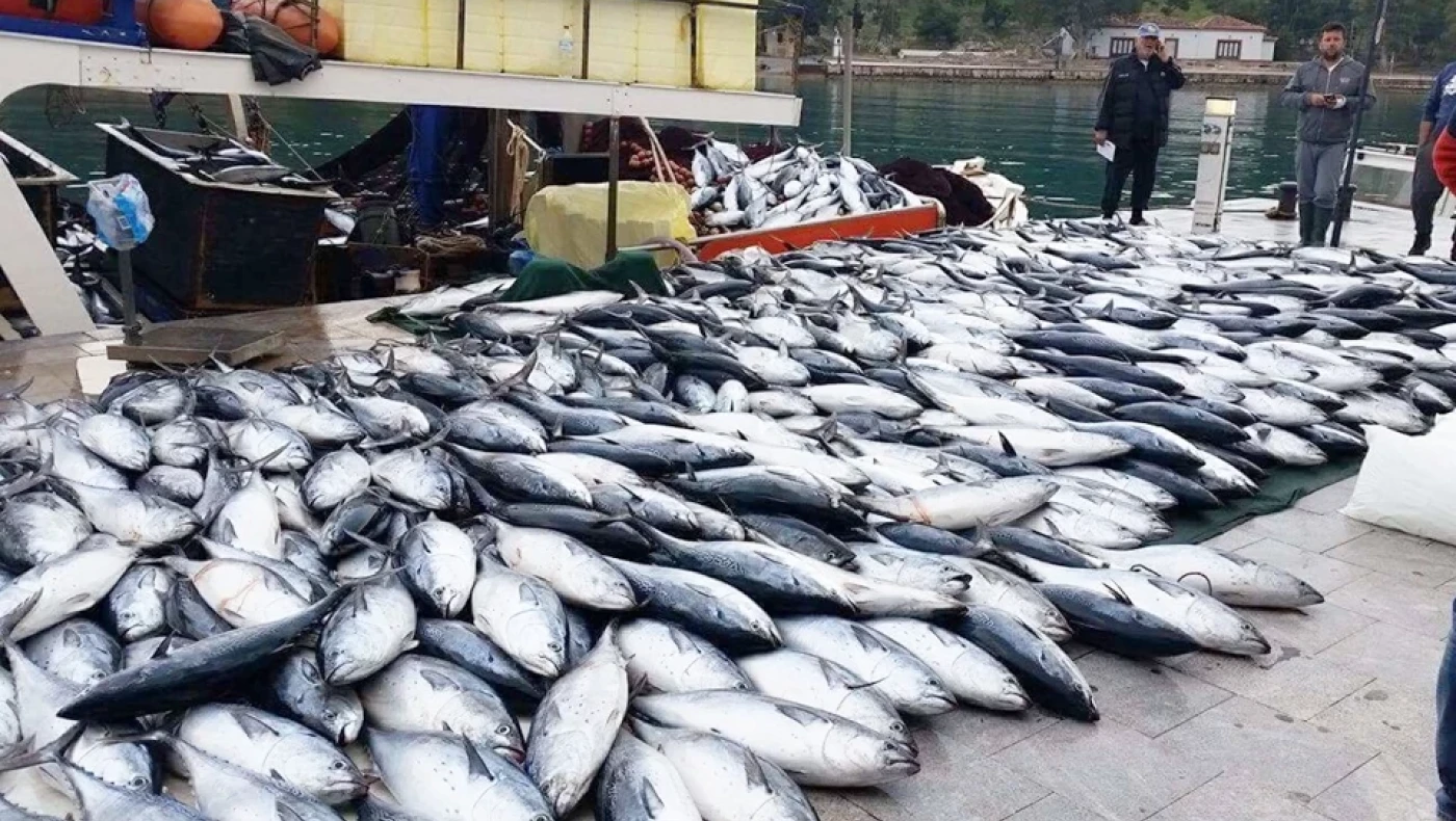 Θεσσαλονίκη: Κατασχέθηκαν 621 κιλά ψαριών στην ιχθυόσκαλα της Ν.Μηχανιώνας