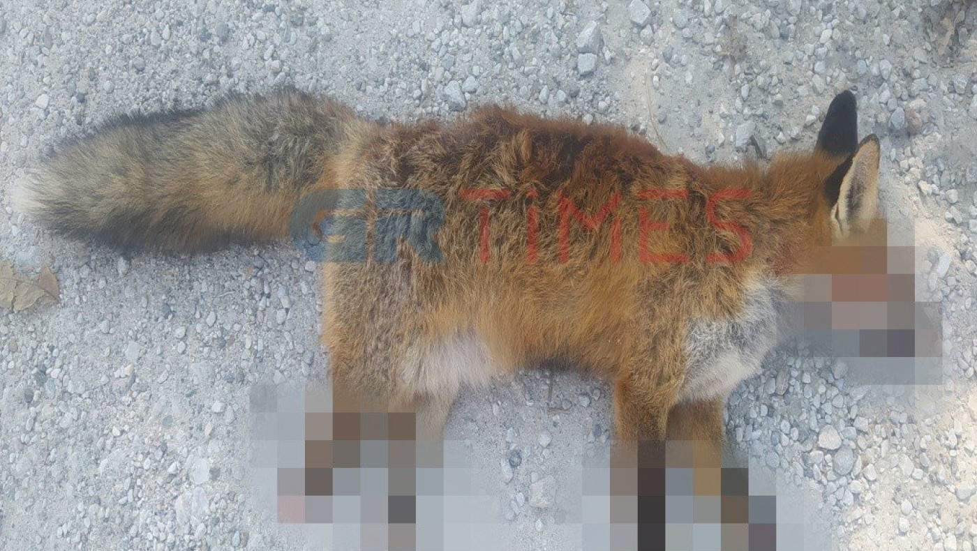 Απάνθρωπο περιστατικό στην Καστοριά: Βασάνισαν και ακρωτηρίασαν αλεπού - πέθανε από αιμορραγία