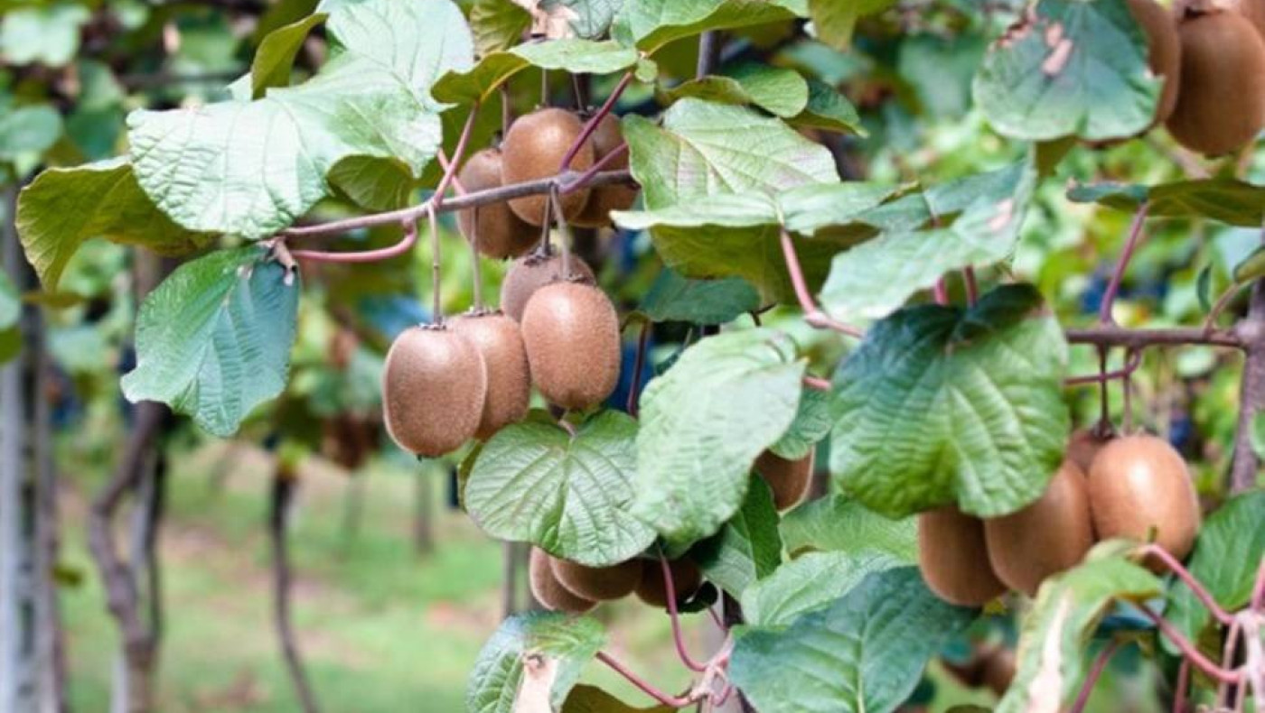 Το γλυκόξινο φρούτο που θωρακίζει την άμυνα και ρίχνει την πίεση