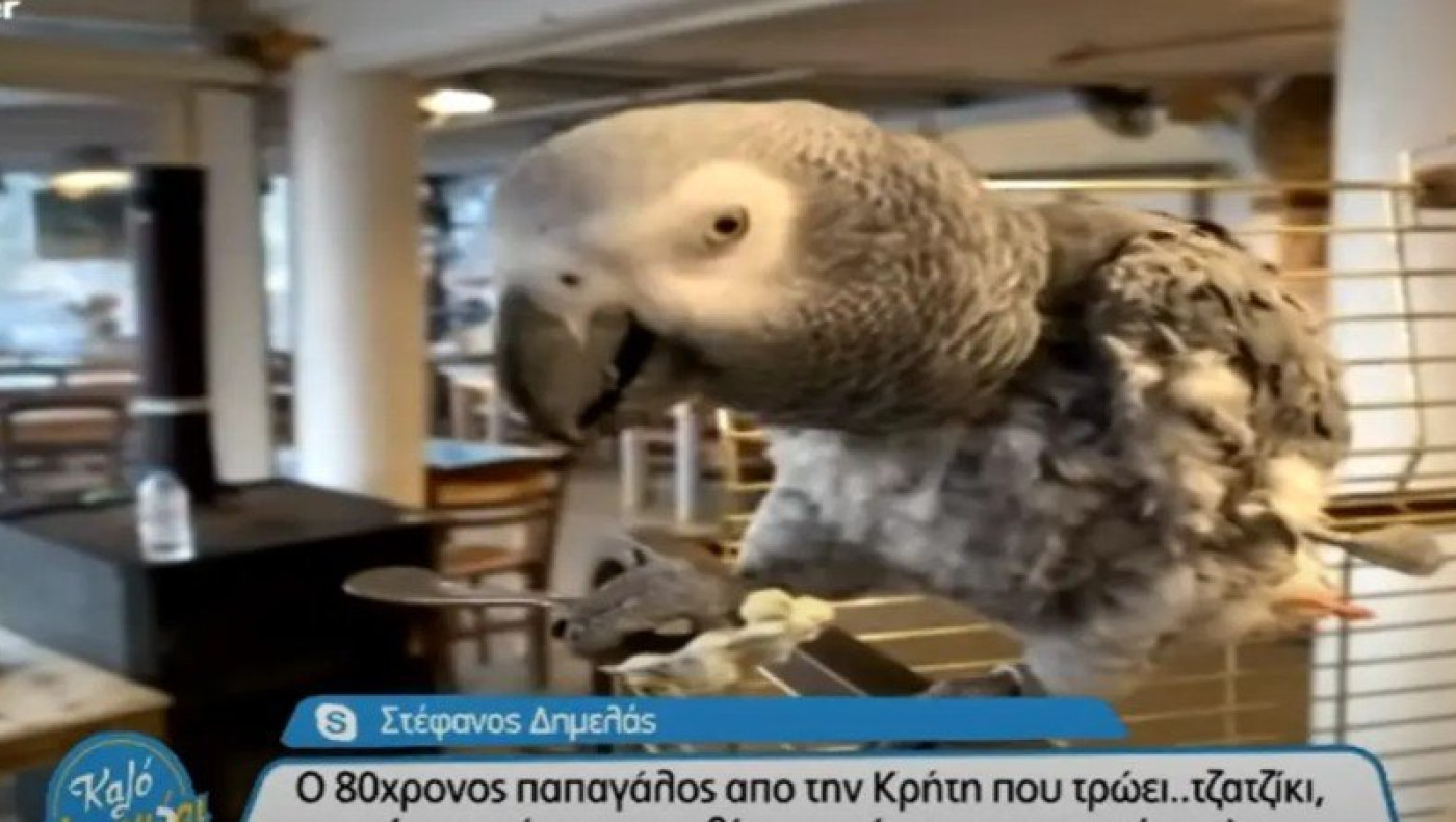 Κρήτη: Παπαγάλος 80 ετών κερνάει ρακή τους τουρίστες!