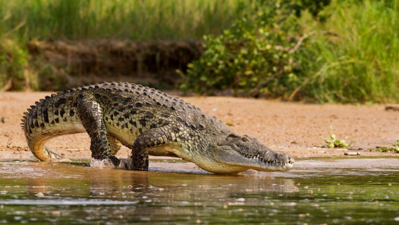 Κόστα Ρίκα: Κροκόδειλος κατακρεούργησε κι αποκεφάλισε 8χρονο μπροστά στα μάτια των δικών του