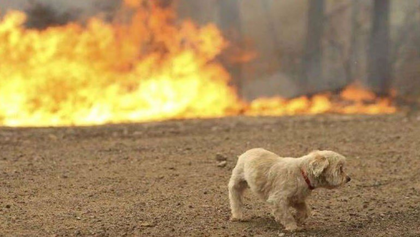 Απίστευτο: Σκύλος προκάλεσε φωτιά σε σπίτι, όταν άναψε… ένα πιστολάκι μαλλιών