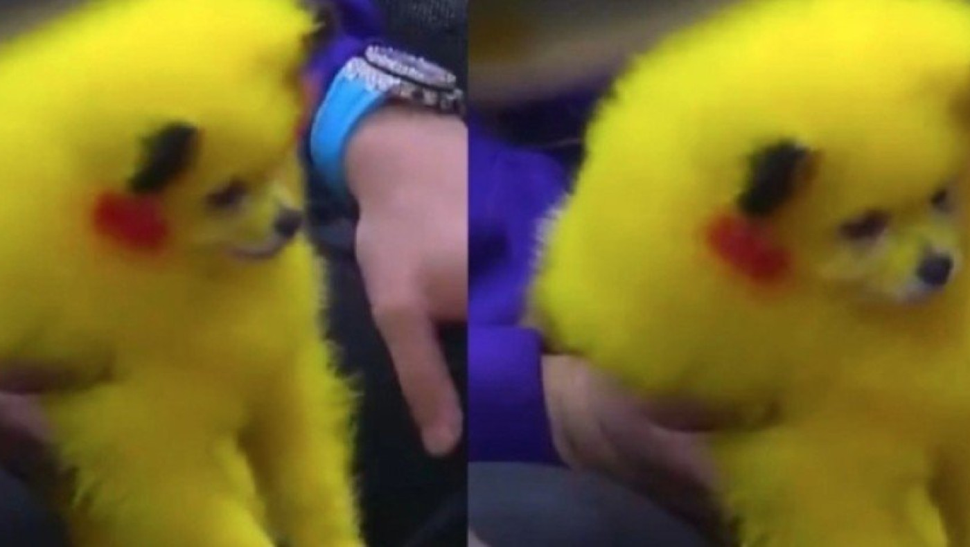 Ανεγκέφαλος έβαψε το σκυλί του κίτρινο για να μοιάζει με τον Πίκατσου