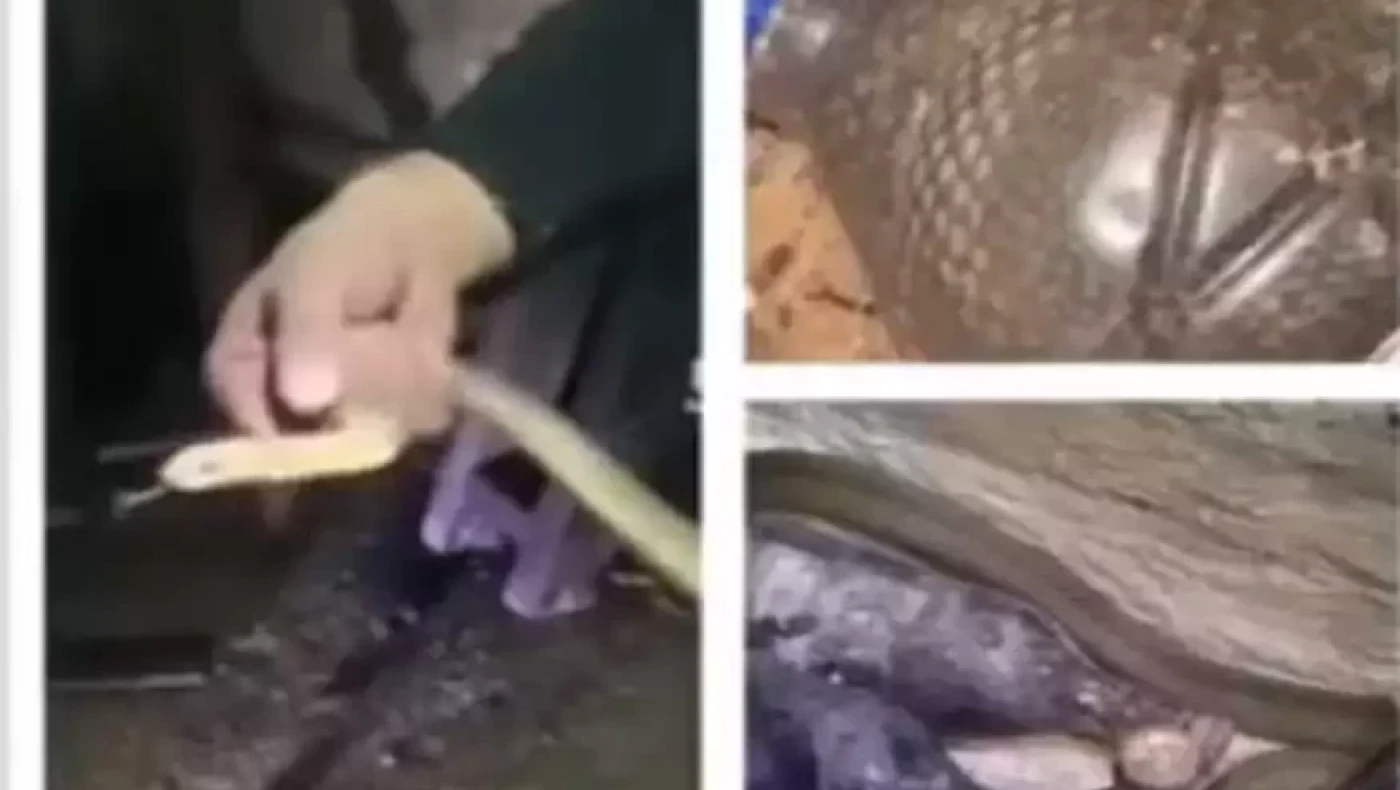 Θεσσαλονίκη: Βρήκαν σε κελάρι κρασιών... τέσσερα μεγάλα φίδια